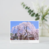 Carte Postale Weeping cherry tree ("Nara Ichiban-Zakura") ポストカード (Debout devant)