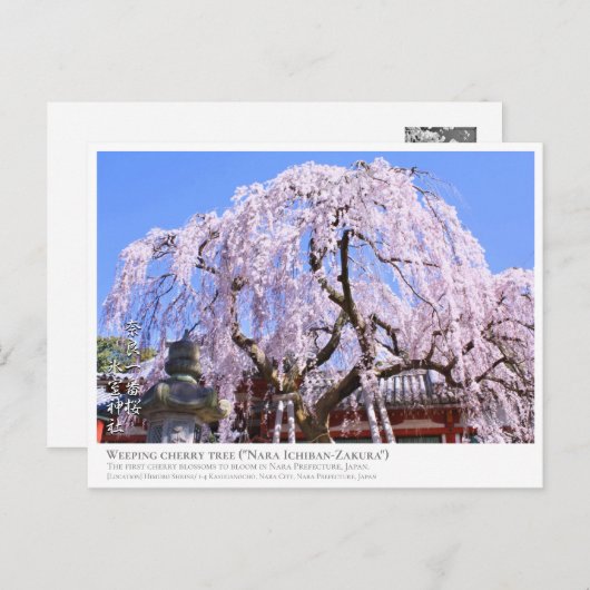 Carte Postale Weeping cherry tree ("Nara Ichiban-Zakura") ポストカード (Devant / Derrière)