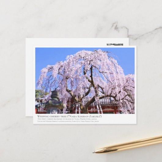 Carte Postale Weeping cherry tree ("Nara Ichiban-Zakura") ポストカード (Devant/Arrière en situation)