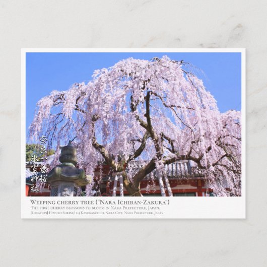 Carte Postale Weeping cherry tree ("Nara Ichiban-Zakura") ポストカード (Devant)