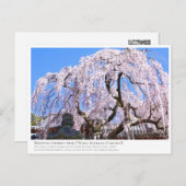 Carte Postale Weeping cherry tree ("Nara Ichiban-Zakura") ポストカード (Devant / Derrière)