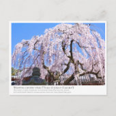 Carte Postale Weeping cherry tree ("Nara Ichiban-Zakura") ポストカード (Devant)
