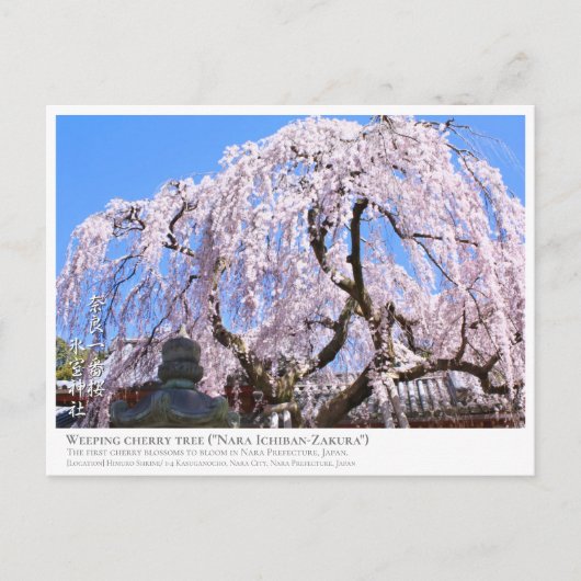 Carte Postale Weeping cherry tree ("Nara Ichiban-Zakura") ポストカード (Devant)