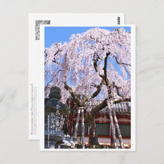 Carte Postale Weeping cherry tree ("Nara Ichiban-Zakura") ポストカード (Devant / Derrière)