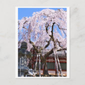 Carte Postale Weeping cherry tree ("Nara Ichiban-Zakura") ポストカード (Devant)