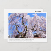 Carte Postale Weeping cherry tree ("Nara Ichiban-Zakura") ポストカード (Devant / Derrière)