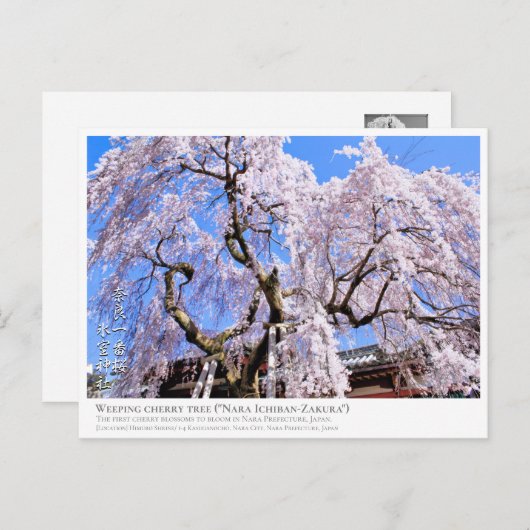 Carte Postale Weeping cherry tree ("Nara Ichiban-Zakura") ポストカード (Devant / Derrière)