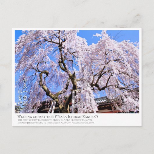 Carte Postale Weeping cherry tree ("Nara Ichiban-Zakura") ポストカード (Devant)
