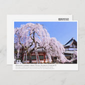 Carte Postale Weeping cherry tree ("Nara Ichiban-Zakura") ポストカード (Devant / Derrière)