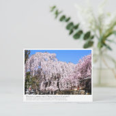Carte Postale Weeping cherry tree ("Nara Ichiban-Zakura") ポストカード (Debout devant)