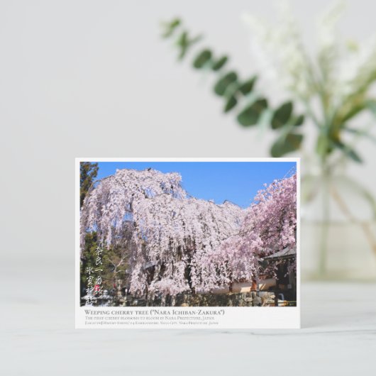 Carte Postale Weeping cherry tree ("Nara Ichiban-Zakura") ポストカード (Debout devant)