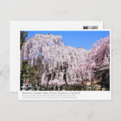 Carte Postale Weeping cherry tree ("Nara Ichiban-Zakura") ポストカード (Devant / Derrière)