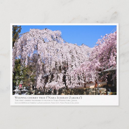 Carte Postale Weeping cherry tree ("Nara Ichiban-Zakura") ポストカード (Devant)