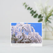 Carte Postale Weeping cherry tree ("Nara Ichiban-Zakura") ポストカード (Debout devant)