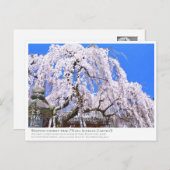 Carte Postale Weeping cherry tree ("Nara Ichiban-Zakura") ポストカード (Devant / Derrière)