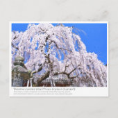Carte Postale Weeping cherry tree ("Nara Ichiban-Zakura") ポストカード (Devant)