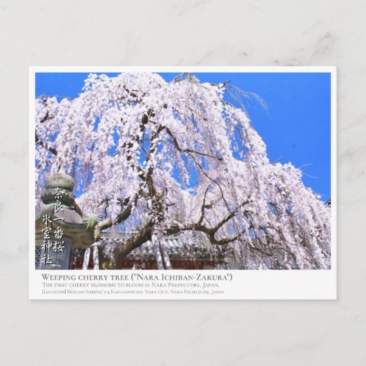 Carte Postale Weeping cherry tree ("Nara Ichiban-Zakura") ポストカード (Devant)