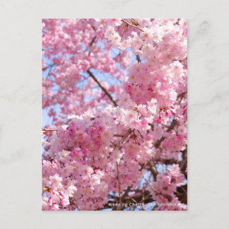 Carte Postale Weeping Cherry: Yae-benishidare