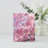 Carte Postale Weeping Cherry: Yae-benishidare (Debout devant)