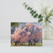 Carte Postale Weeping Cherry: Yae-benishidare ポストカード (Debout devant)