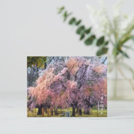 Carte Postale Weeping Cherry: Yae-benishidare ポストカード (Debout devant)