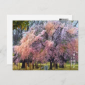 Carte Postale Weeping Cherry: Yae-benishidare ポストカード (Devant / Derrière)