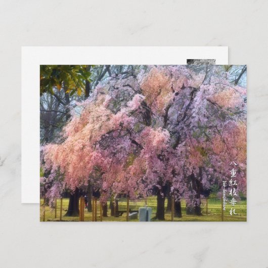 Carte Postale Weeping Cherry: Yae-benishidare ポストカード (Devant / Derrière)