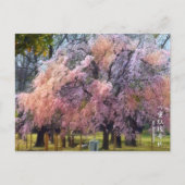 Carte Postale Weeping Cherry: Yae-benishidare ポストカード (Devant)
