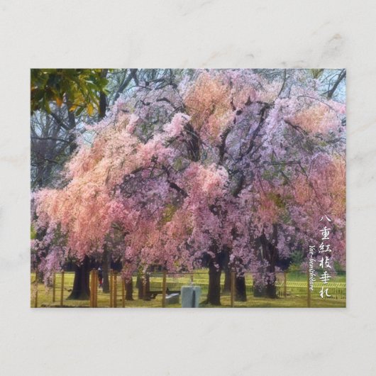 Carte Postale Weeping Cherry: Yae-benishidare ポストカード (Devant)