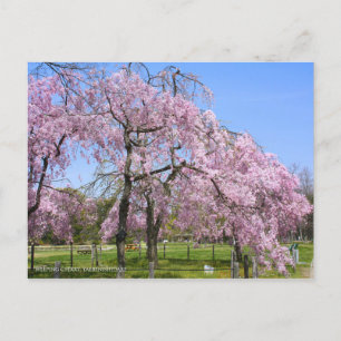 Carte Postale Weeping Cherry(Yaebenishidare) [Carte postale]