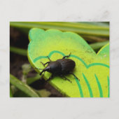 Carte Postale Weharm, Beetles, Curculionoidea, Bug (Devant)