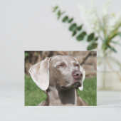 Carte Postale weimaraner (Debout devant)