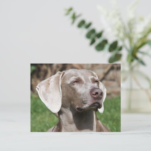 Carte Postale weimaraner (Debout devant)