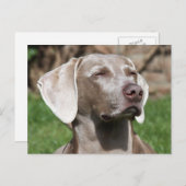 Carte Postale weimaraner (Devant / Derrière)
