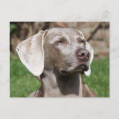 Carte Postale weimaraner (Devant)
