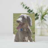 Carte Postale Weimaraner (Debout devant)