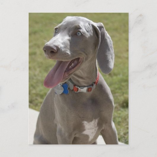 Carte Postale Weimaraner (Devant)