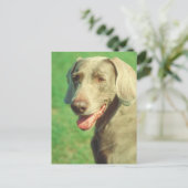 Carte Postale Weimaraner (Debout devant)
