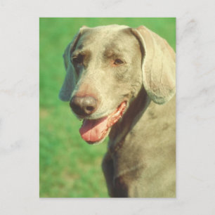 Carte Postale Weimaraner