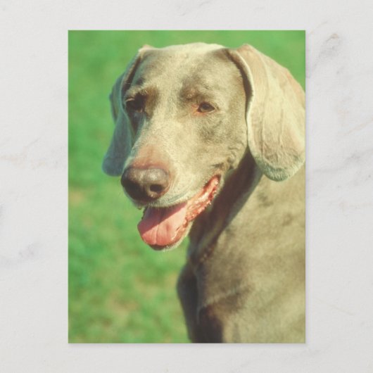 Carte Postale Weimaraner (Devant)