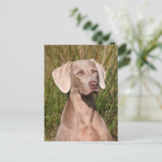 Carte Postale weimaraner (Debout devant)