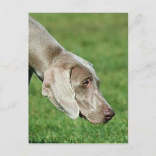 Carte Postale Weimaraner (Devant)