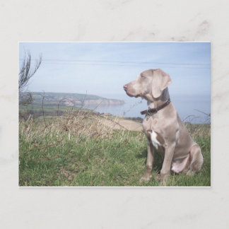 Carte Postale Weimaraner