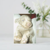 Carte Postale Weimaraner (Debout devant)