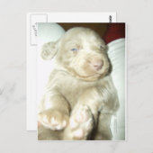Carte Postale Weimaraner (Devant / Derrière)