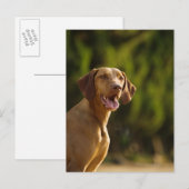Carte Postale Weimaraner (Devant / Derrière)