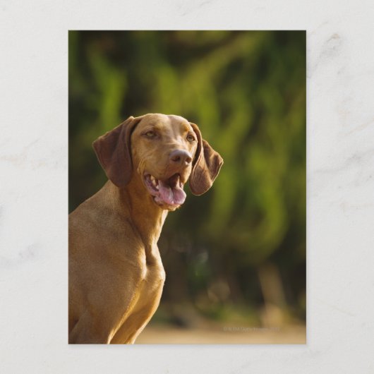 Carte Postale Weimaraner (Devant)