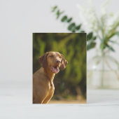 Carte Postale Weimaraner (Debout devant)
