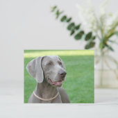Carte Postale Weimaraner (Debout devant)