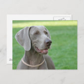 Carte Postale Weimaraner (Devant / Derrière)